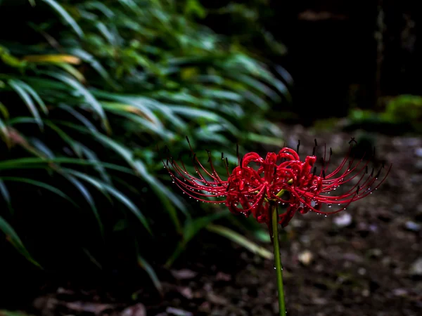 投稿：雨露の彼岸花