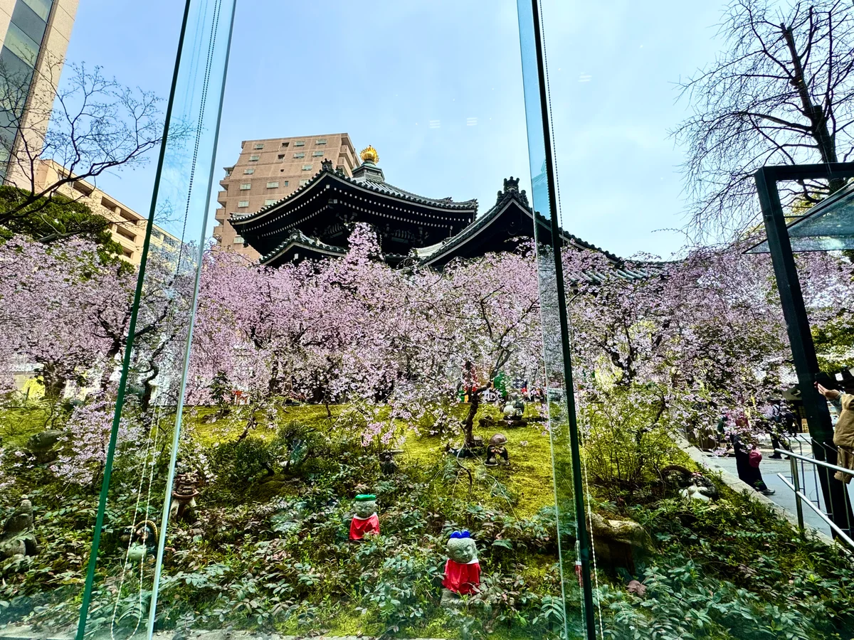 投稿写真：六角堂🌸色変わりの桜を眺められる絶景ティータイム