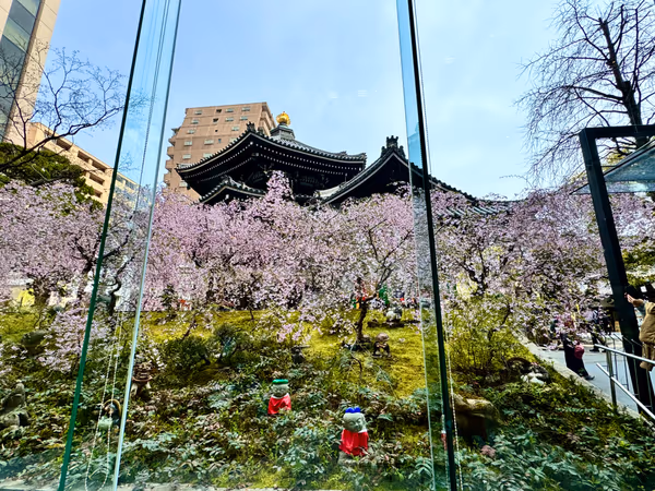 投稿：六角堂🌸色変わりの桜を眺められる絶景ティータイム