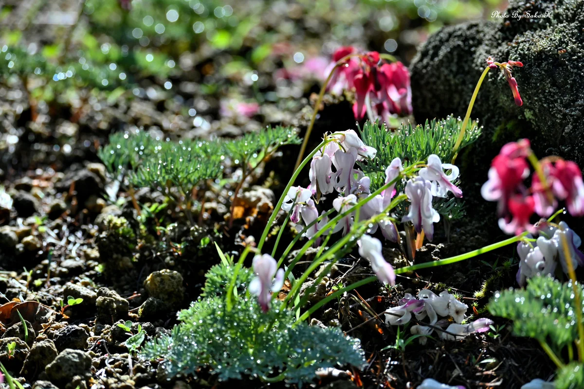 投稿写真：コマクサ