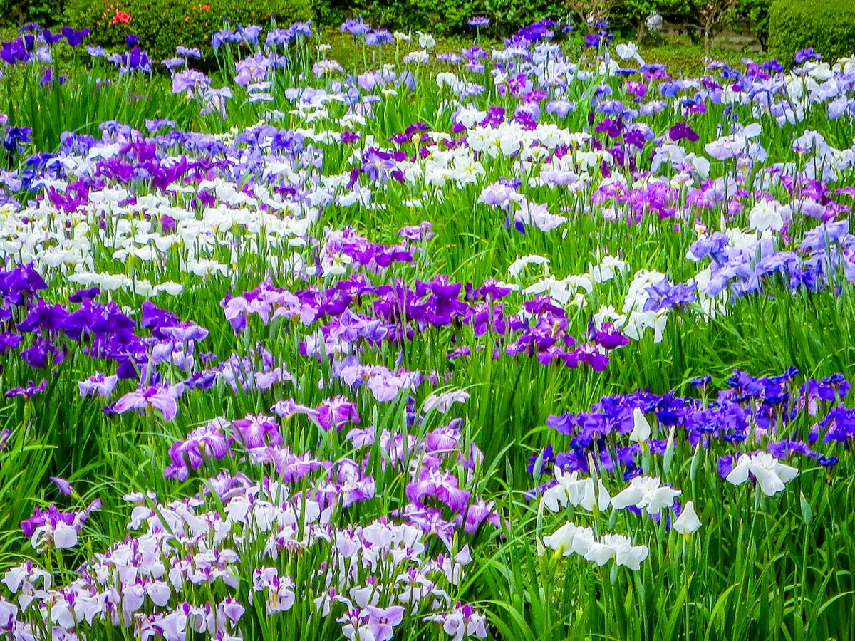 投稿写真：都心のハナショウブ①