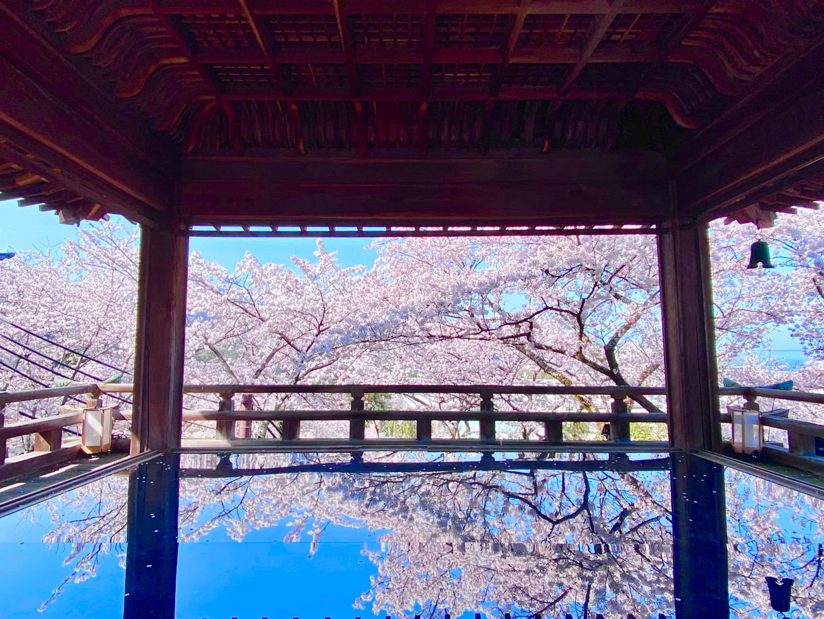 投稿写真：今、関西で話題の桜の絶景スポット 観月舞台