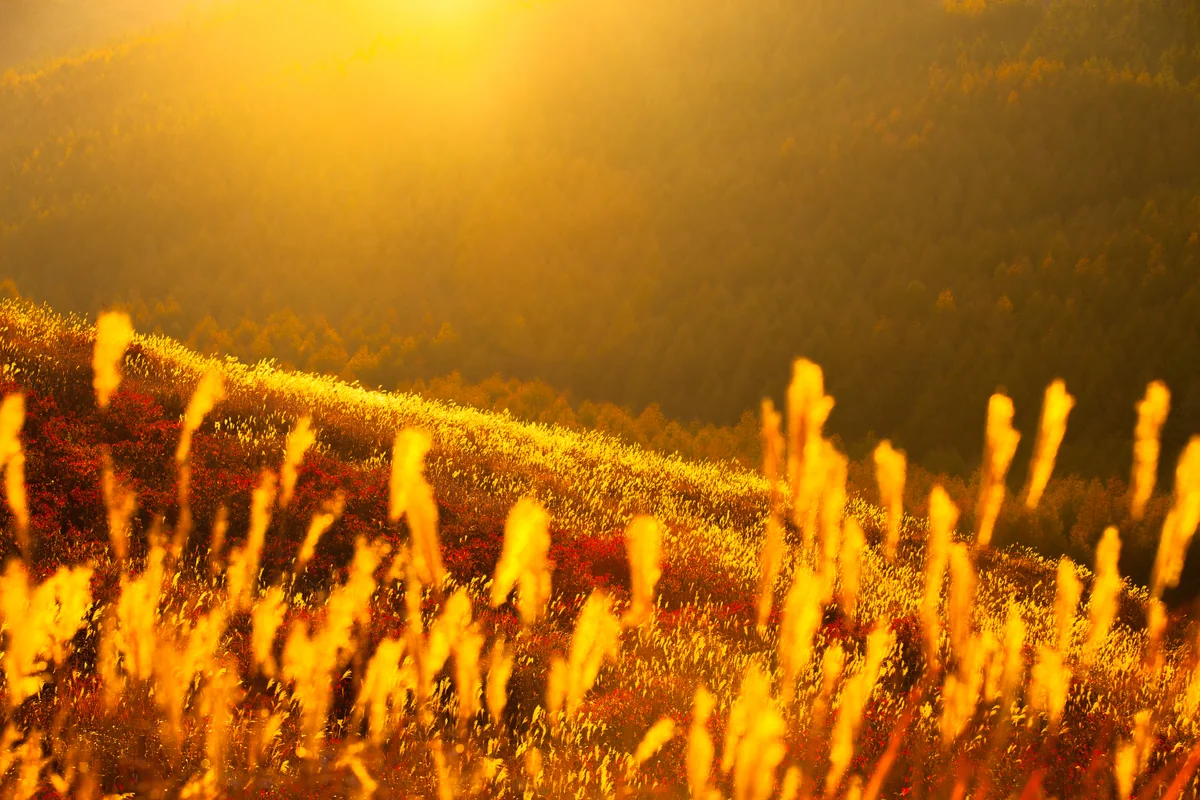 投稿写真：黄金に染まるススキ原