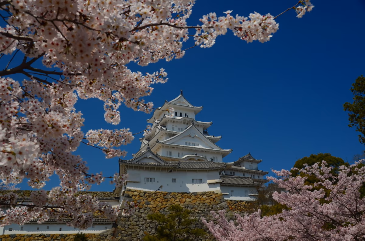 投稿写真：大天守閣と桜