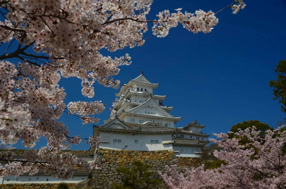 投稿写真：大天守閣と桜