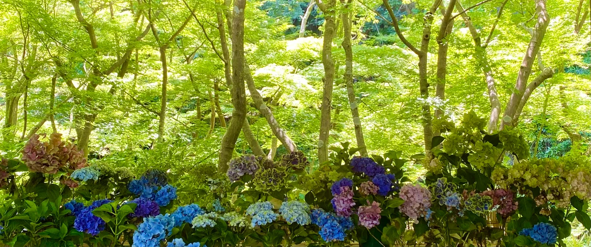 投稿写真：紫陽花屏風