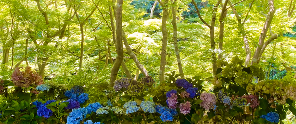 投稿：紫陽花屏風