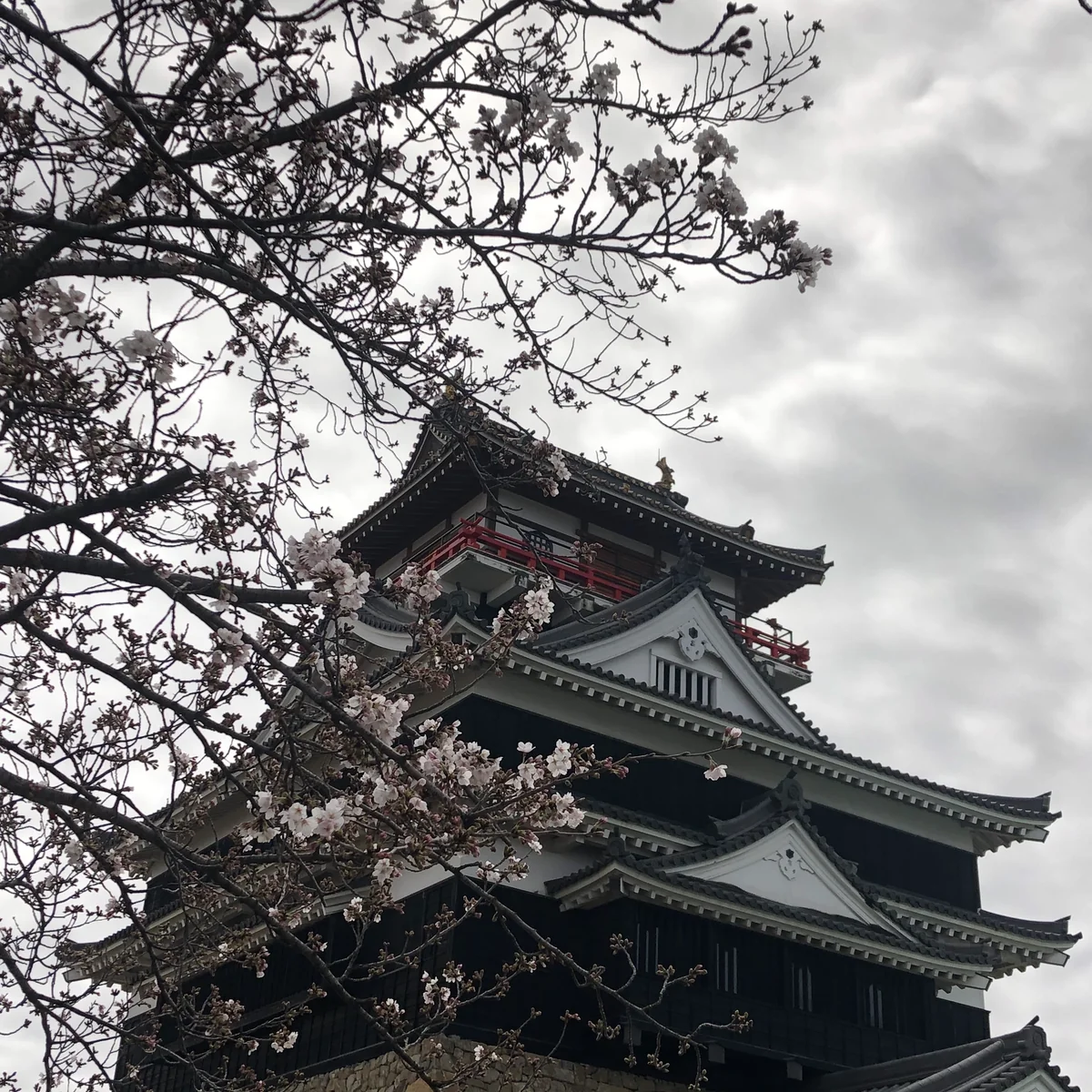 投稿写真：清洲城と桜