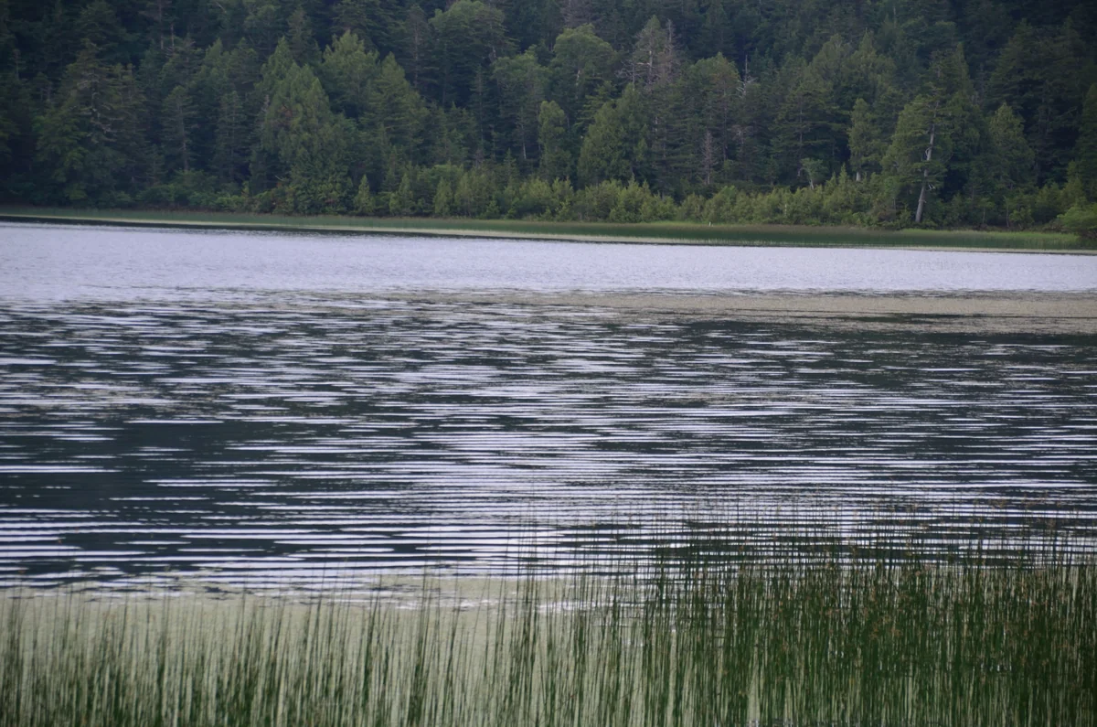 投稿写真：尾瀬沼　波紋