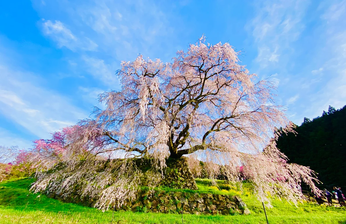 投稿写真：樹齢300年超の又兵衛桜