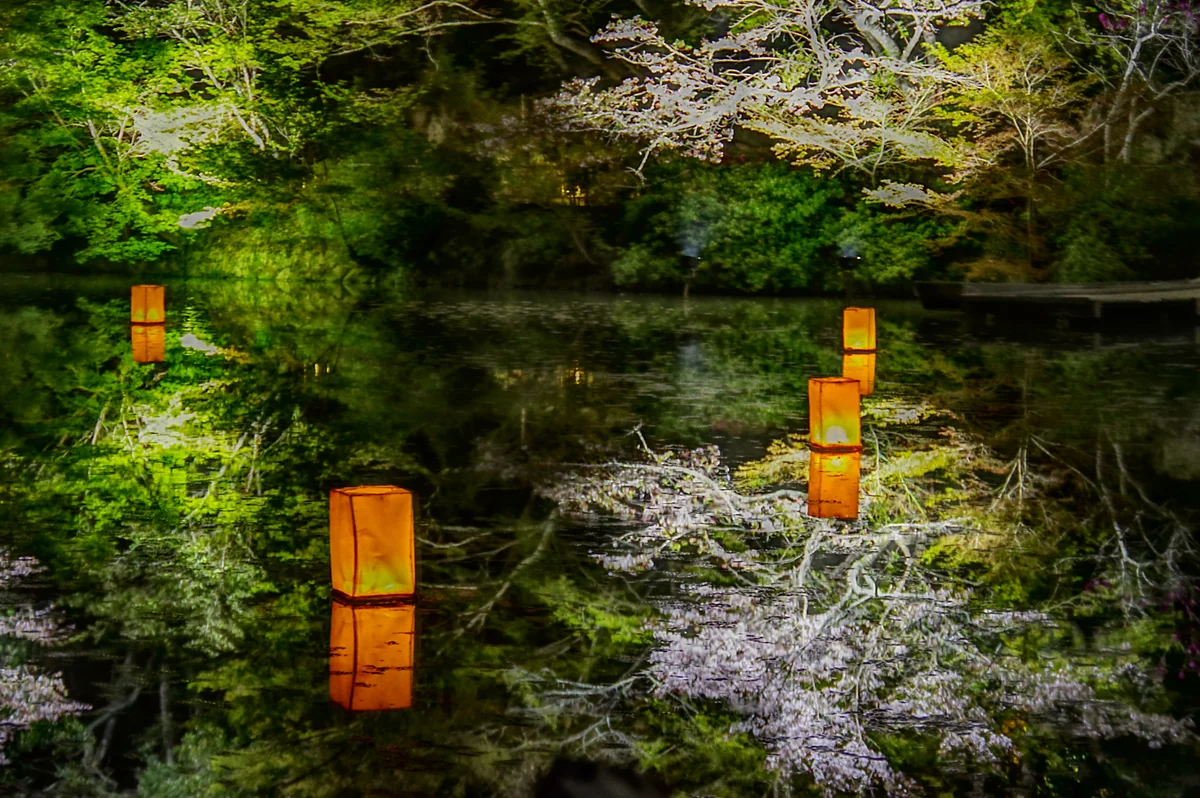 投稿写真：水面と夜桜(HDR撮影)