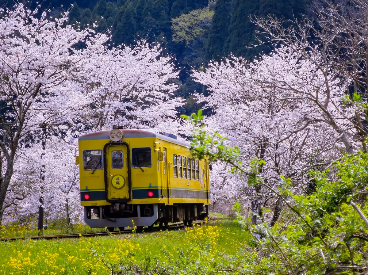 投稿写真：桜のトンネルを行くムーミン列車