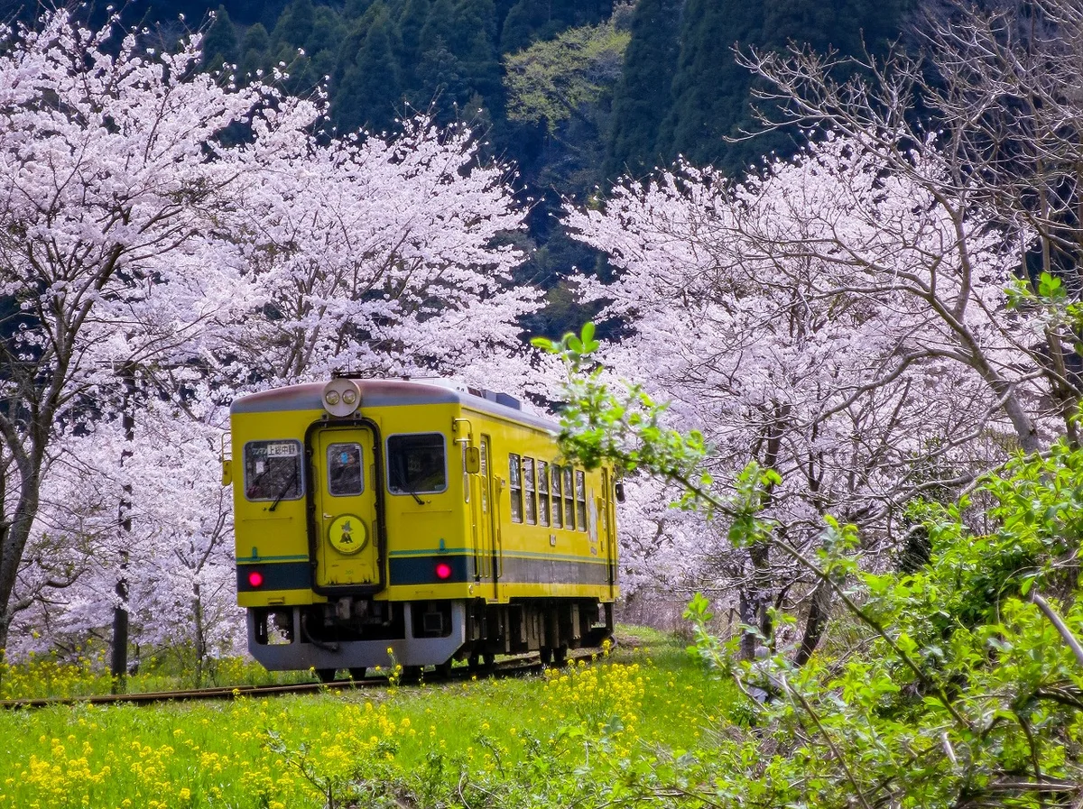 投稿写真：桜のトンネルを行くムーミン列車