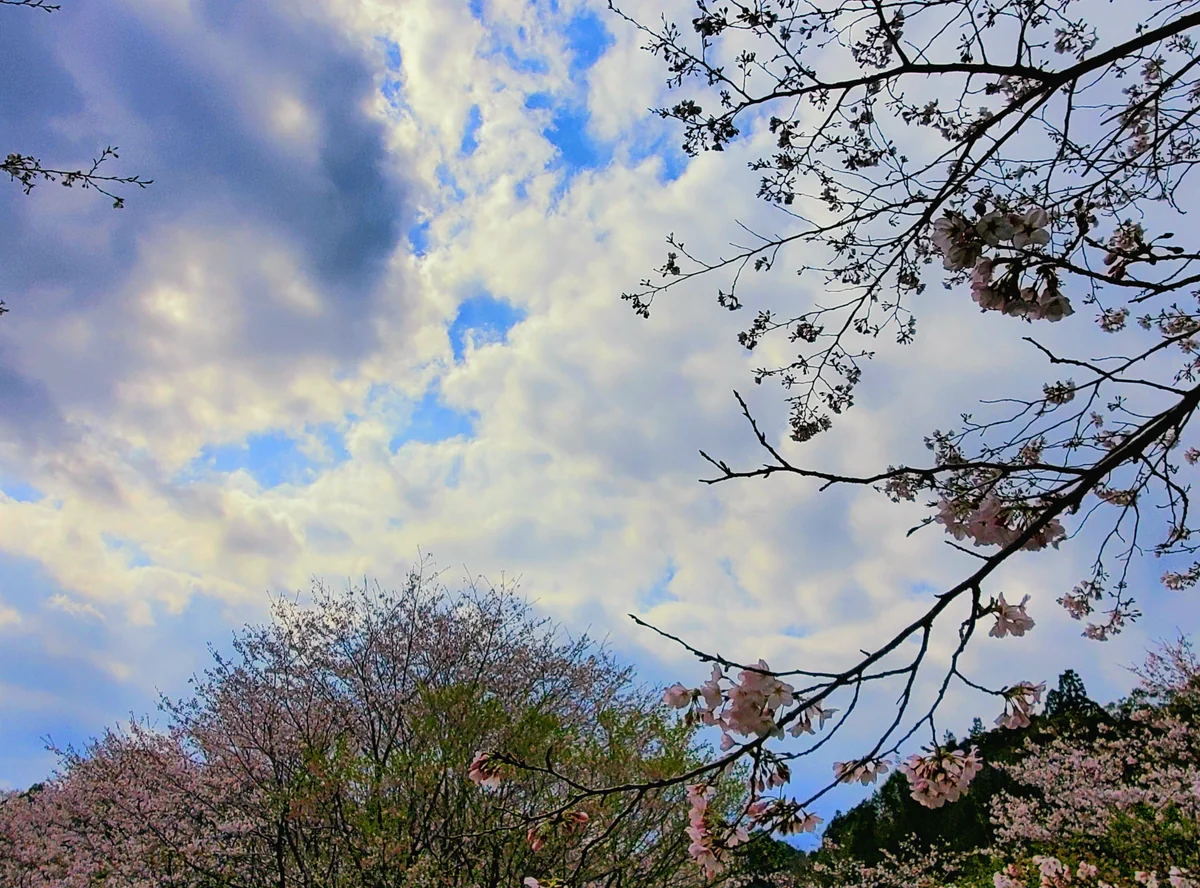 投稿写真：さくらの里