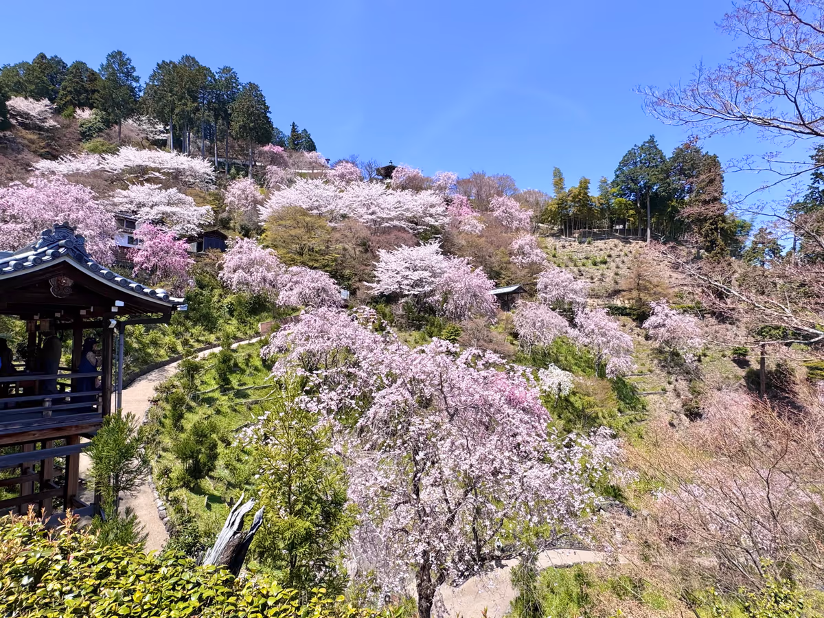 投稿写真：春色京都🌸白山 桜あじさい苑