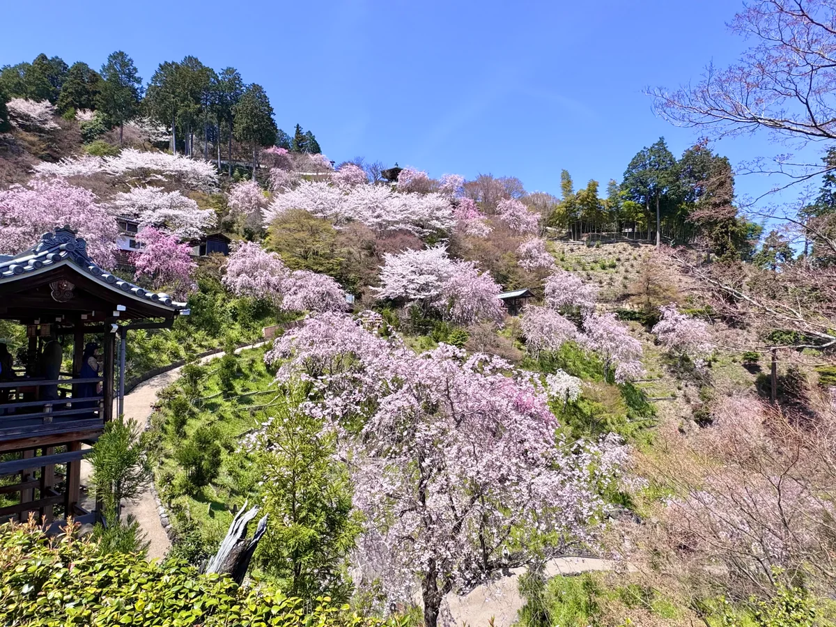 投稿写真：春色京都🌸白山 桜あじさい苑