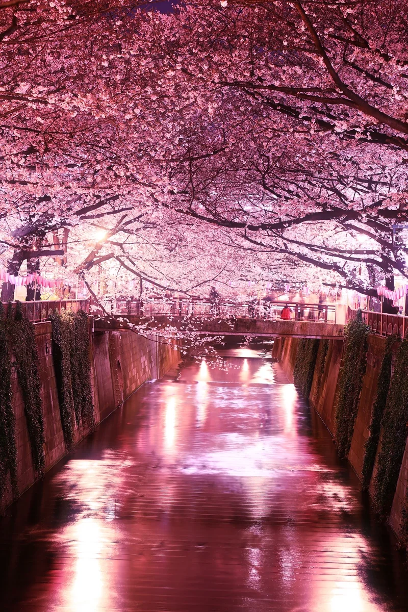 投稿写真：桜🌸