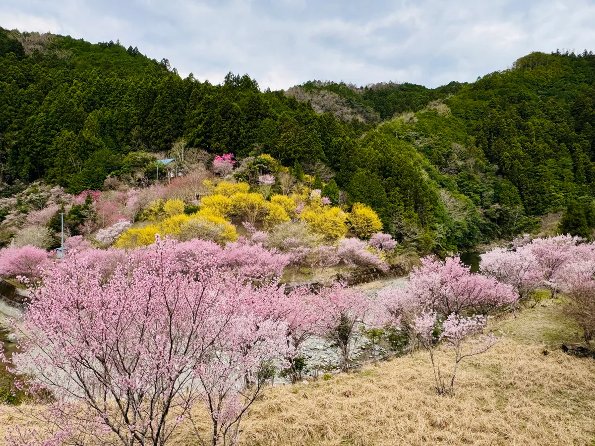 投稿写真：春色🌸桃源郷