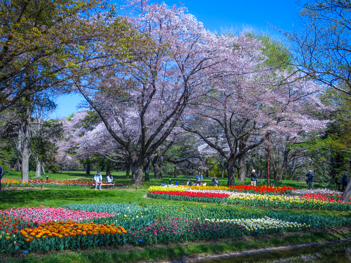 投稿写真：Flower Festival 2023~桜とチューリップ