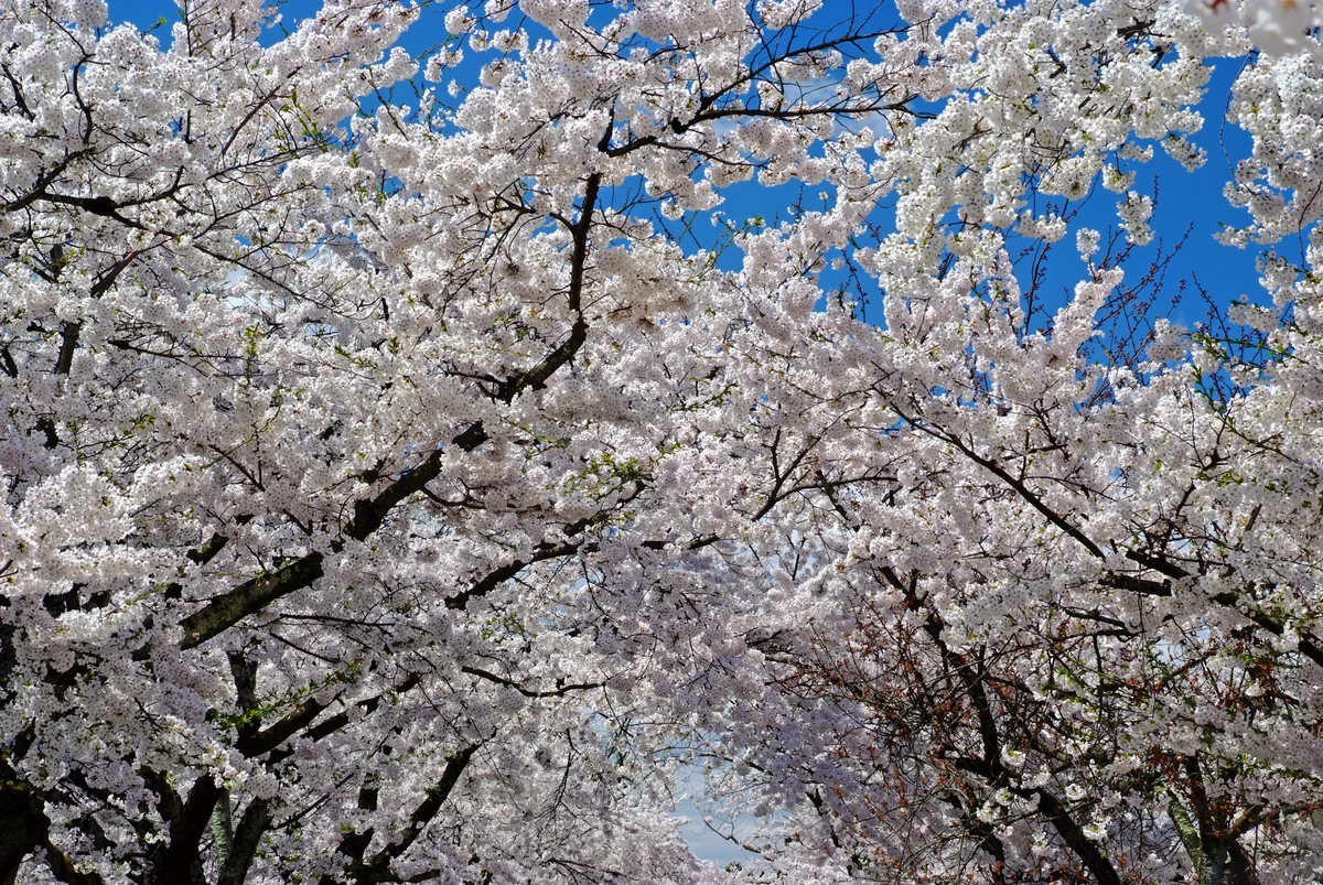 投稿写真：散りゆくものたち