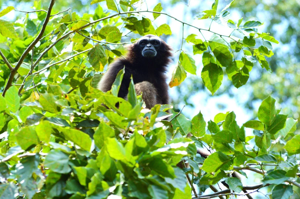投稿写真：野生のオラウータン