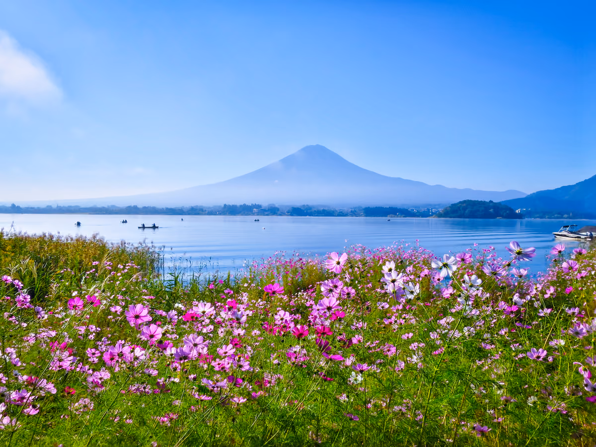 投稿写真：コスモスと富士山