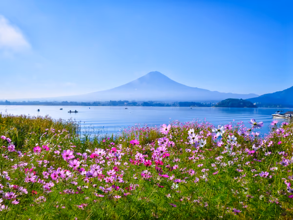 投稿：コスモスと富士山