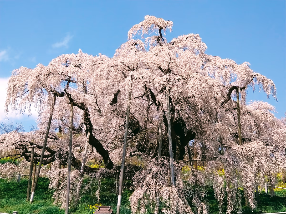 投稿写真：三春滝桜