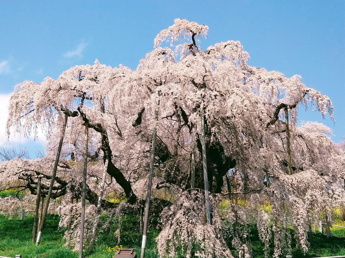 投稿写真：三春滝桜