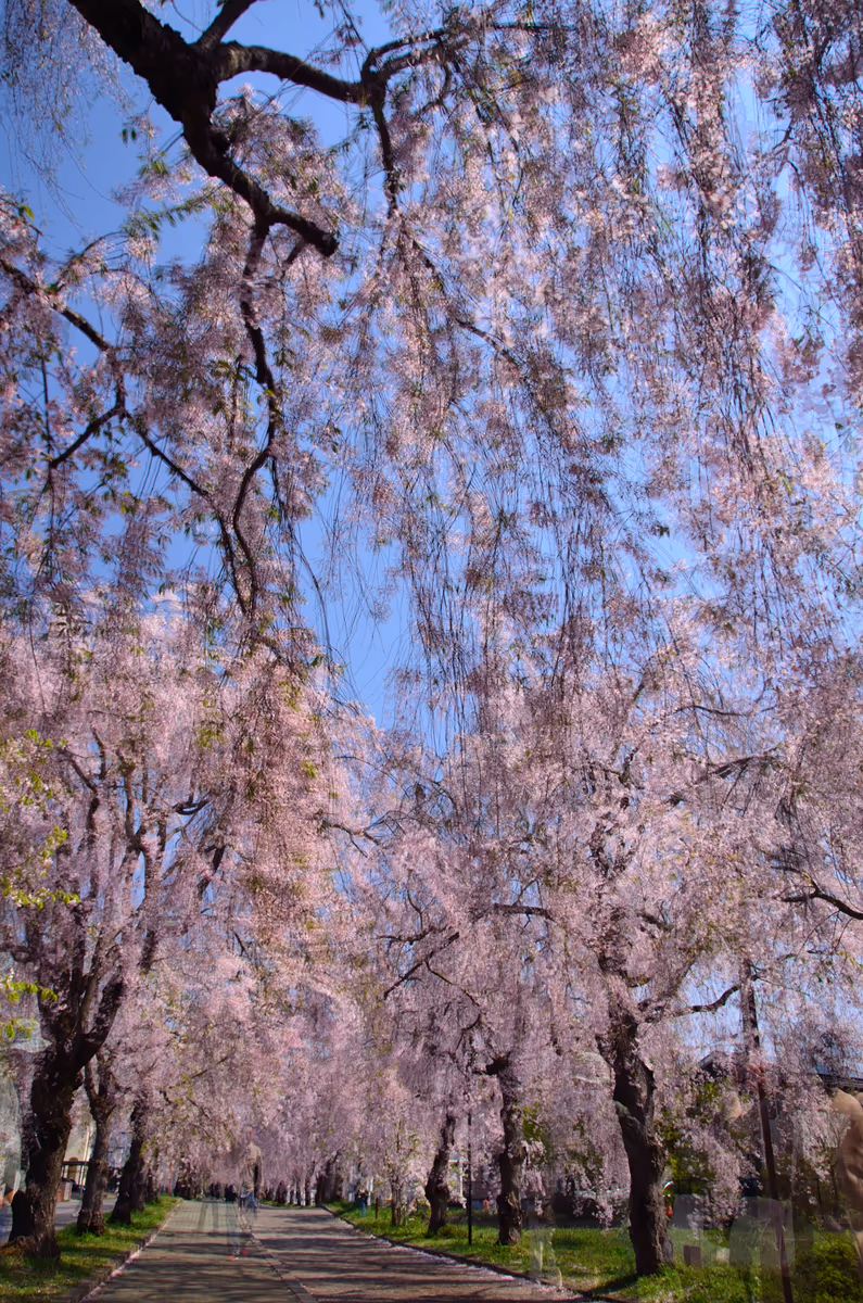 投稿写真：旧国鉄日中線　しだれ桜のトンネル