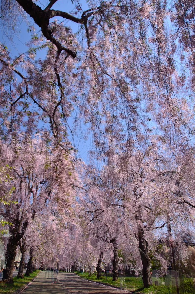 投稿写真：旧国鉄日中線　しだれ桜のトンネル