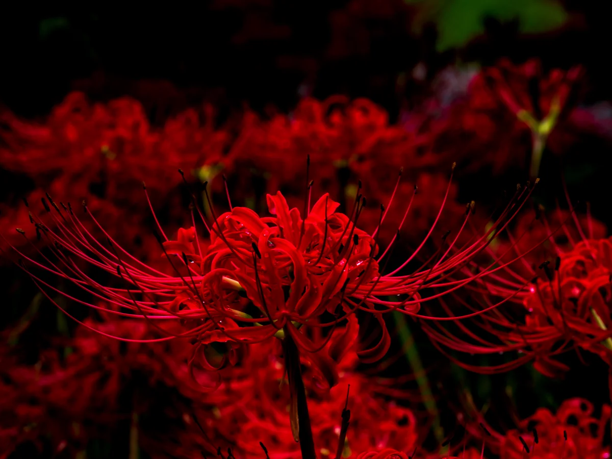 投稿写真：誰よりも凛と