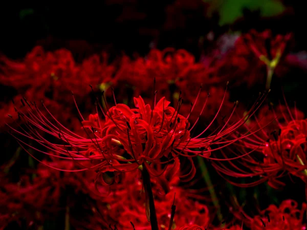 投稿：誰よりも凛と