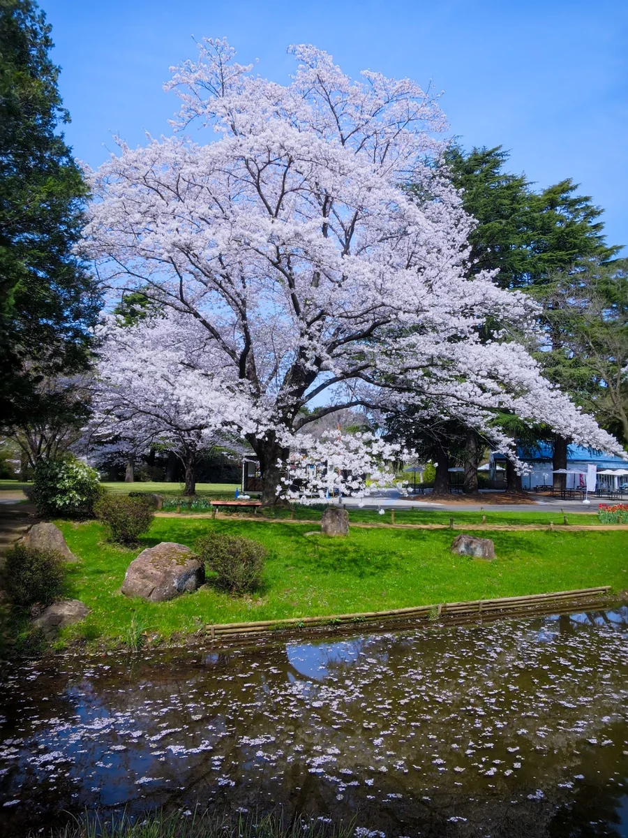 投稿写真：満開の桜と花筏