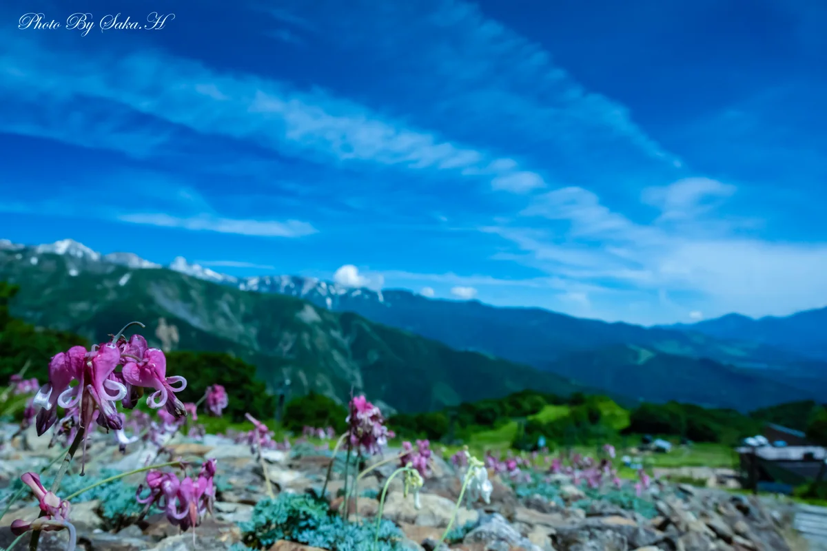 投稿写真：天空の植物園