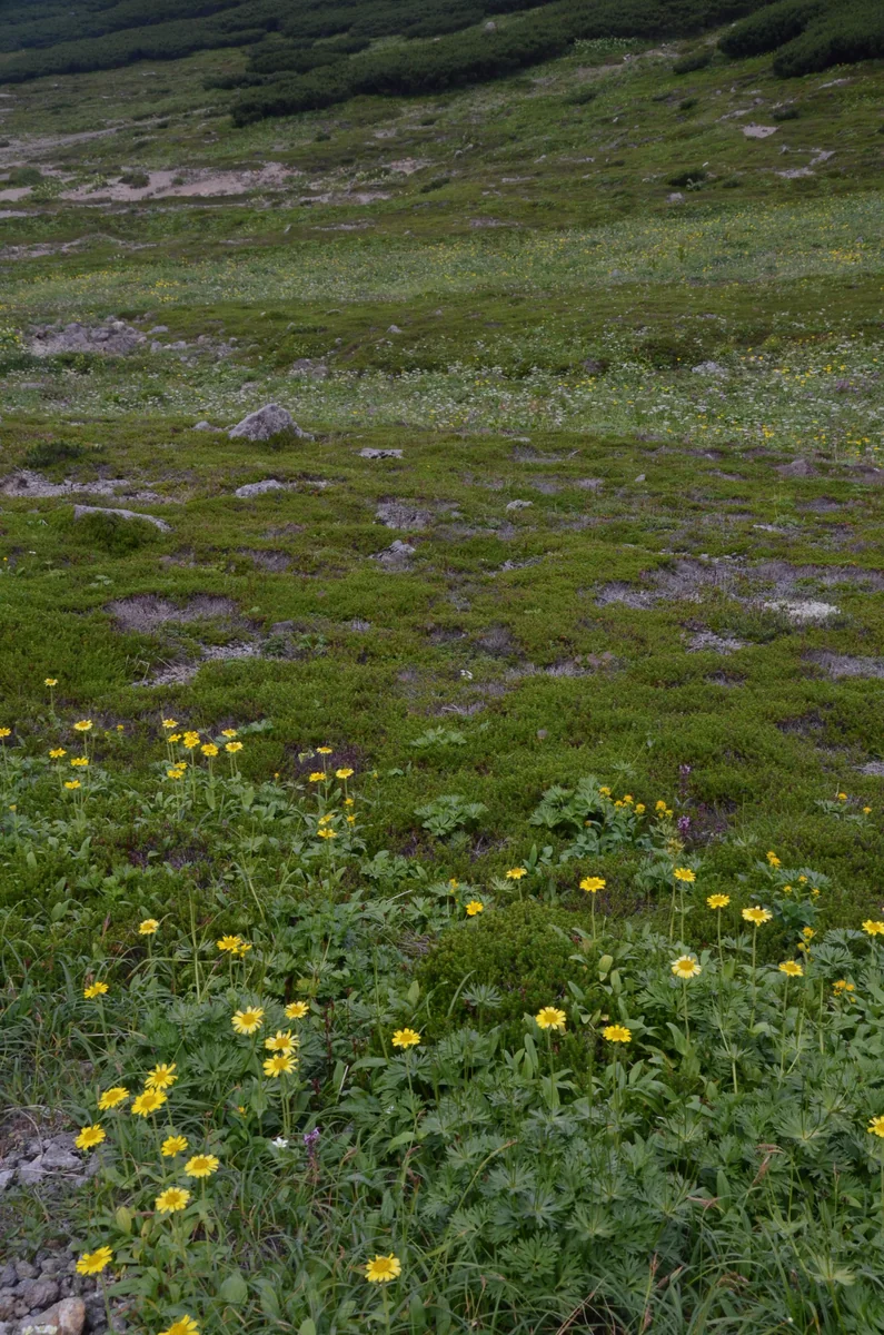 投稿写真：乗鞍　夏の畳平