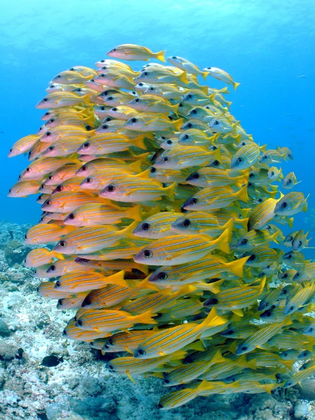 投稿：ヨスジの群れ