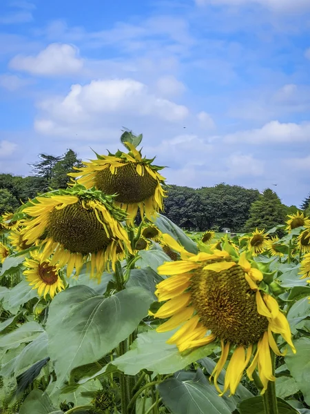 投稿：盛夏の昭和記念公園の花々~ヒマワリ