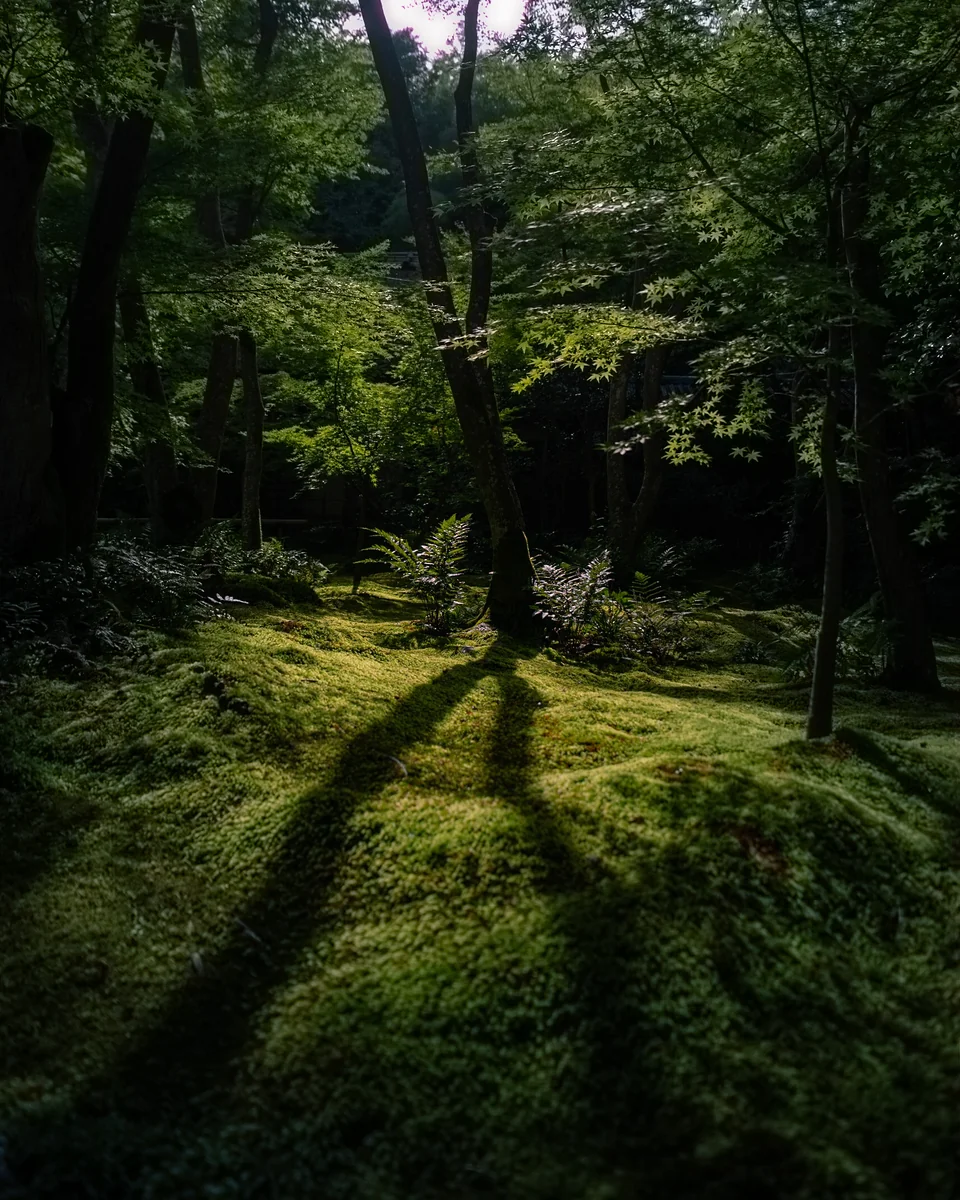 投稿写真：祇王寺