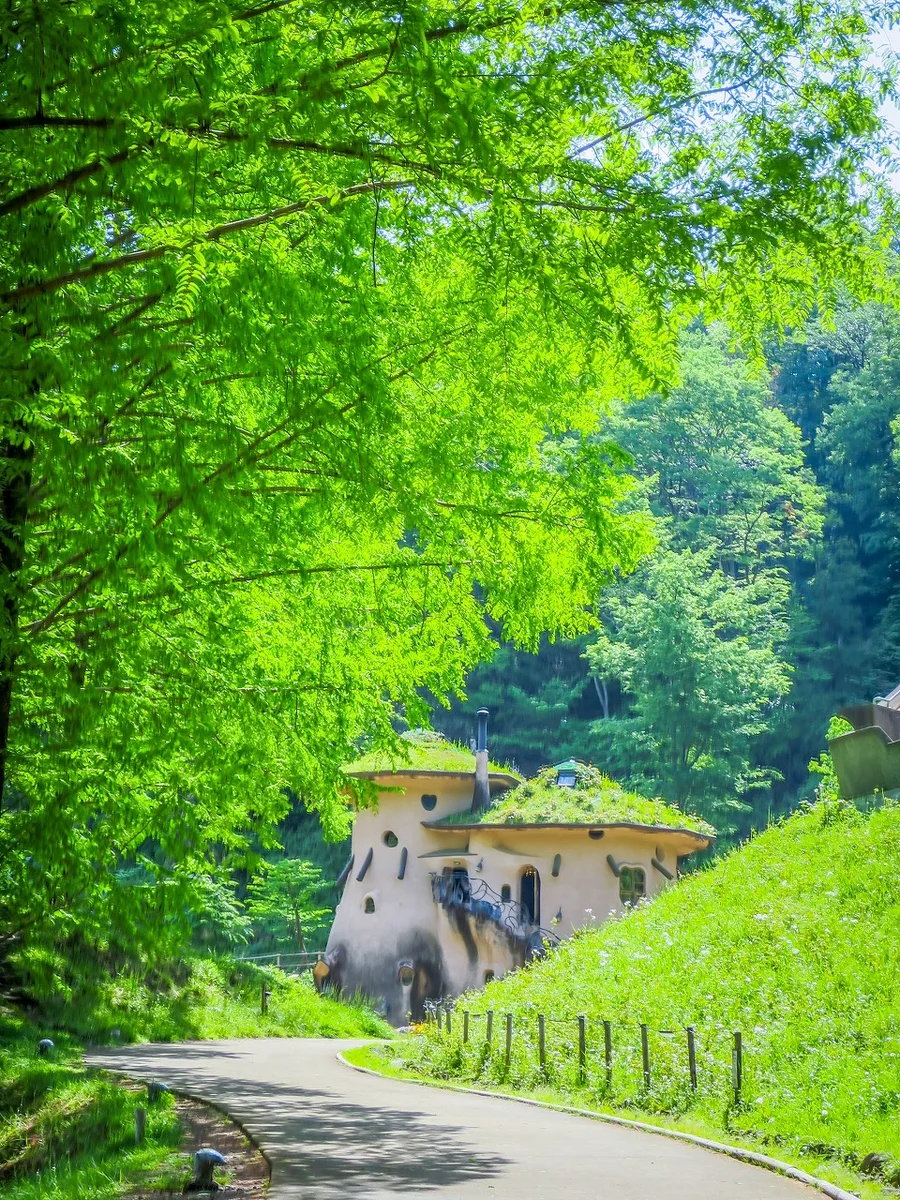 投稿写真：新緑のメタセコイヤ並木ときのこの家