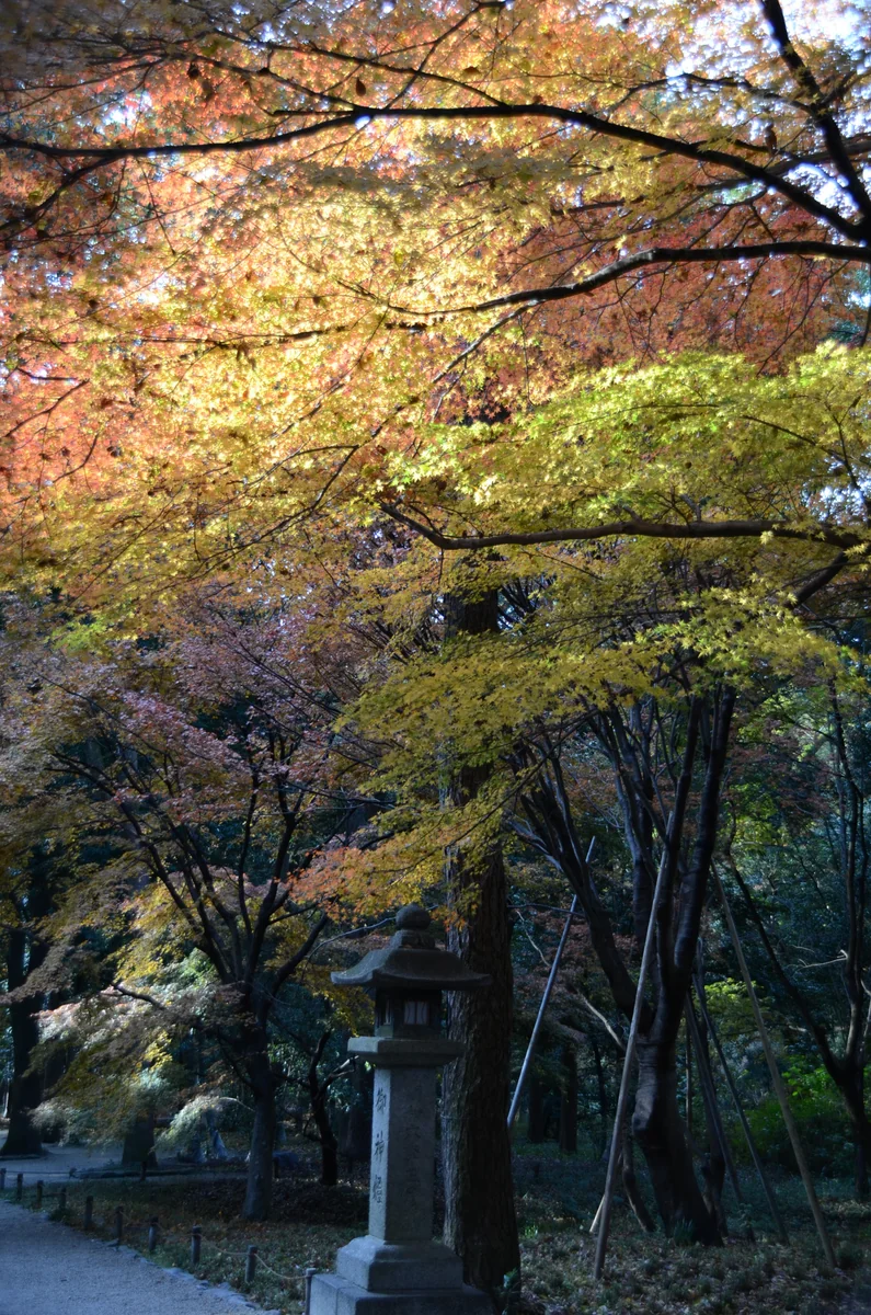 投稿写真：下賀茂神社　糺の森の紅葉