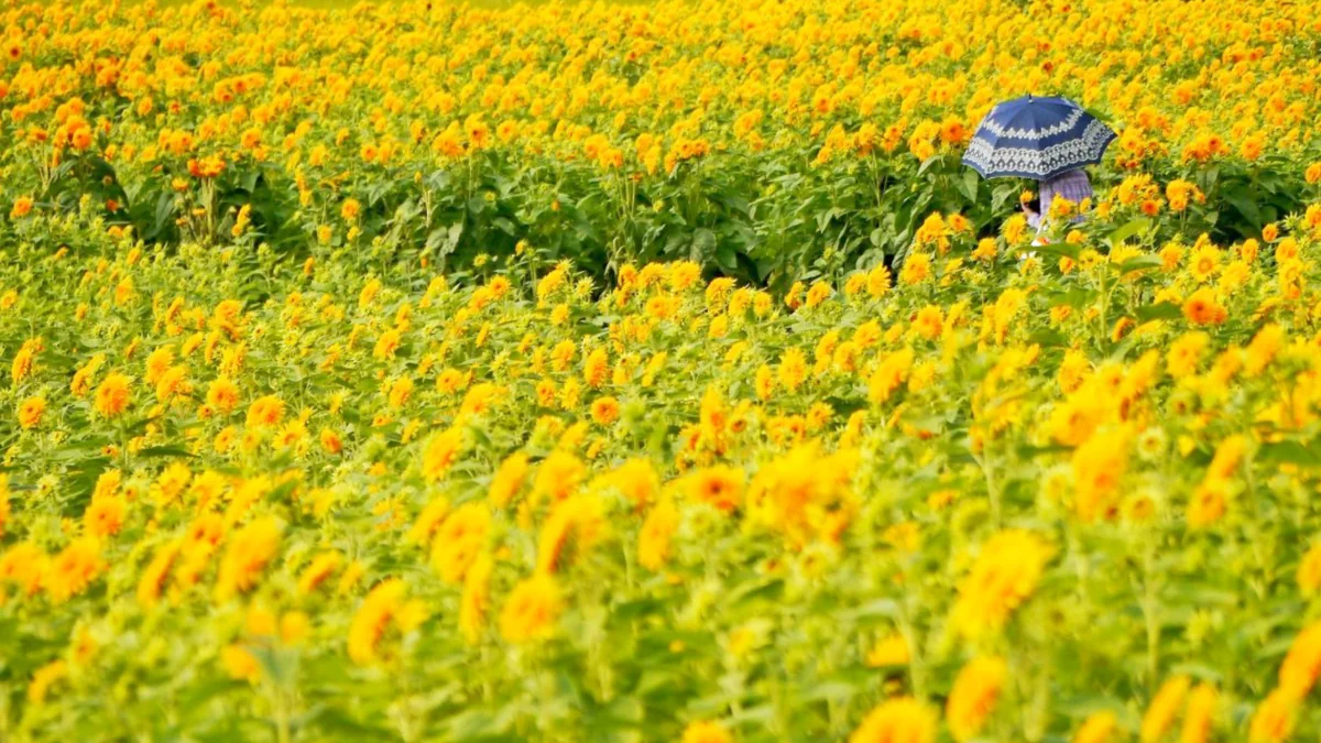 投稿写真：八重咲きのひまわり畑