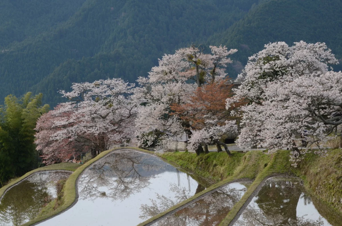 投稿写真：棚田と桜