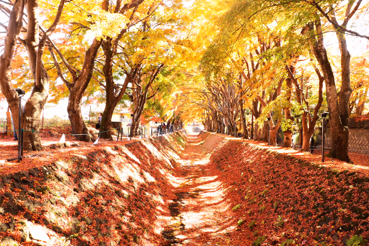 投稿写真：紅葉回廊