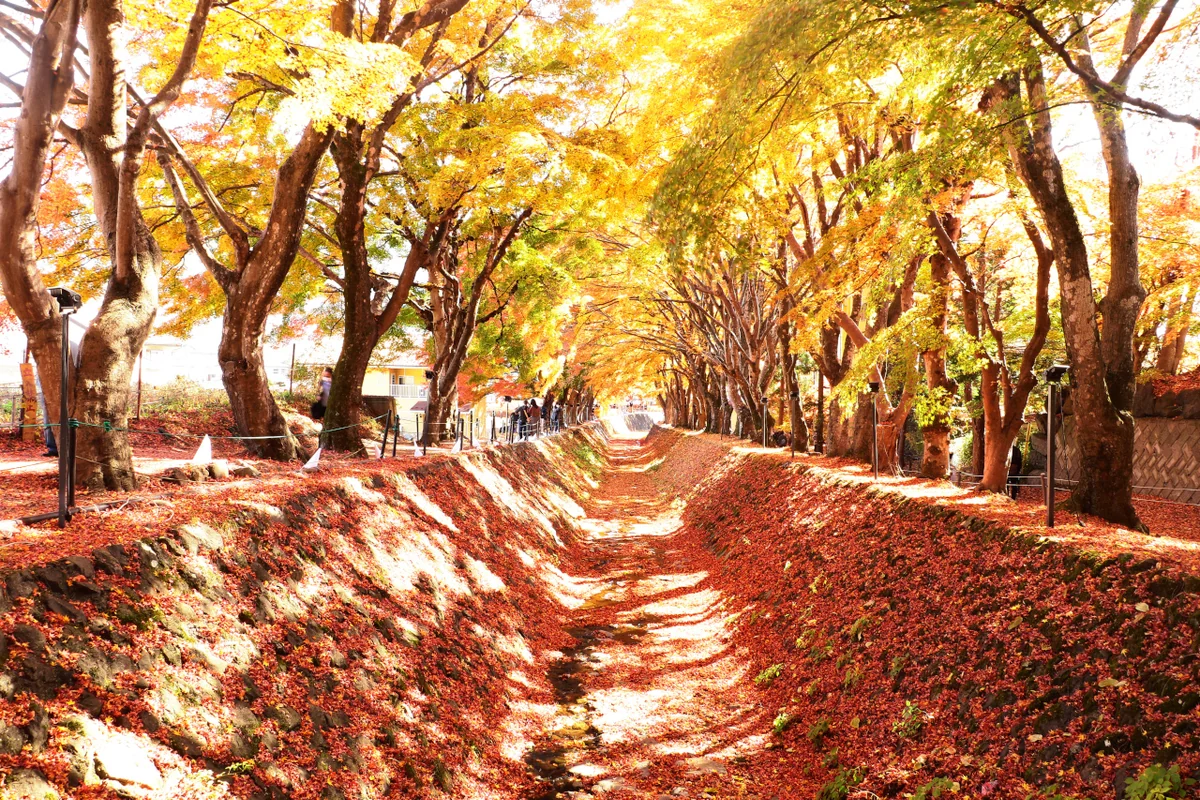 投稿写真：紅葉回廊