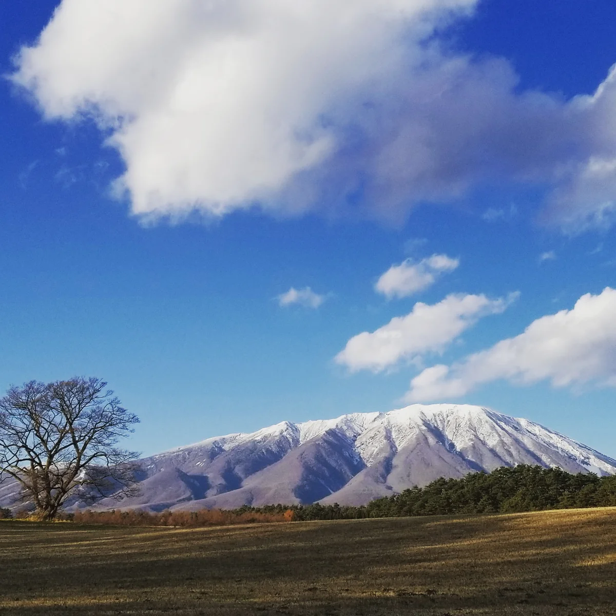 投稿写真：小岩井農場一本桜