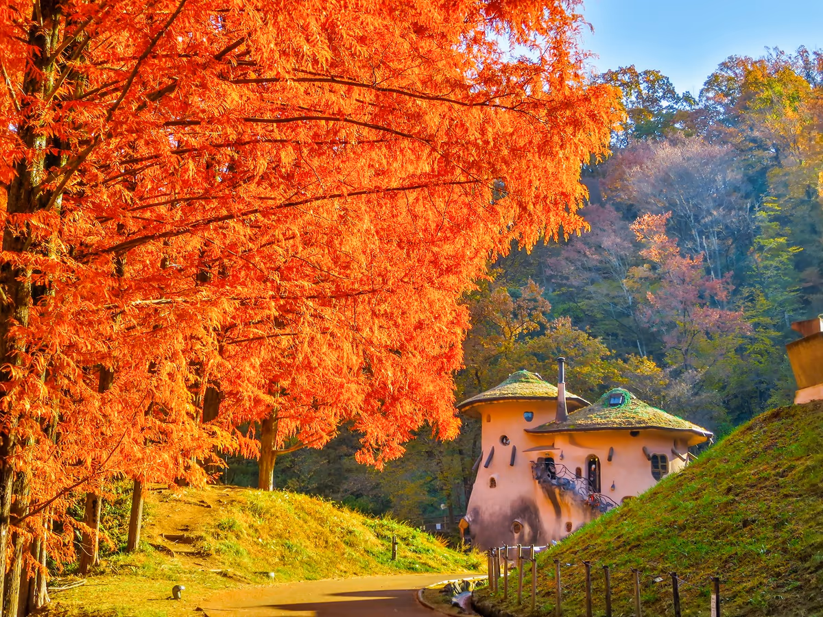 投稿写真：メタセコイア並木の紅葉ときのこの家