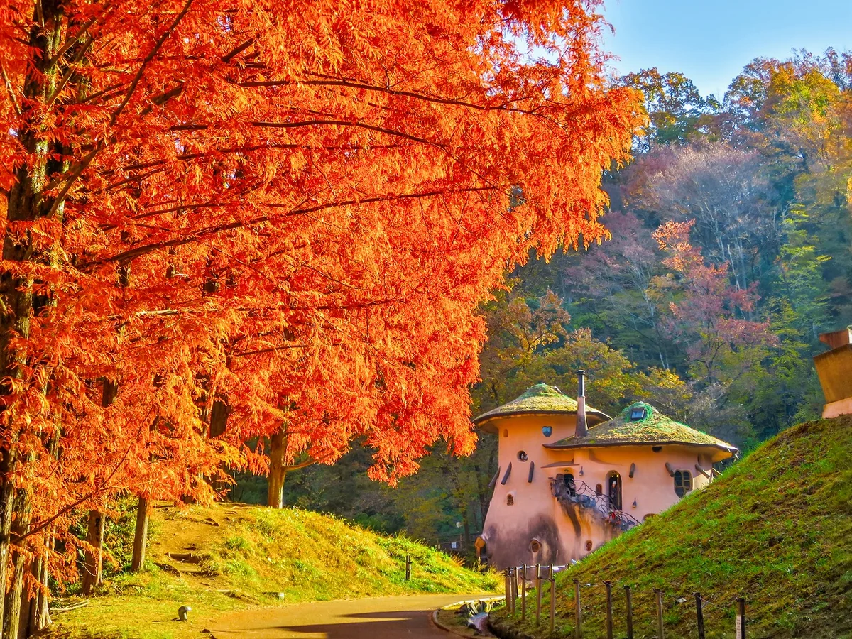 投稿写真：メタセコイア並木の紅葉ときのこの家