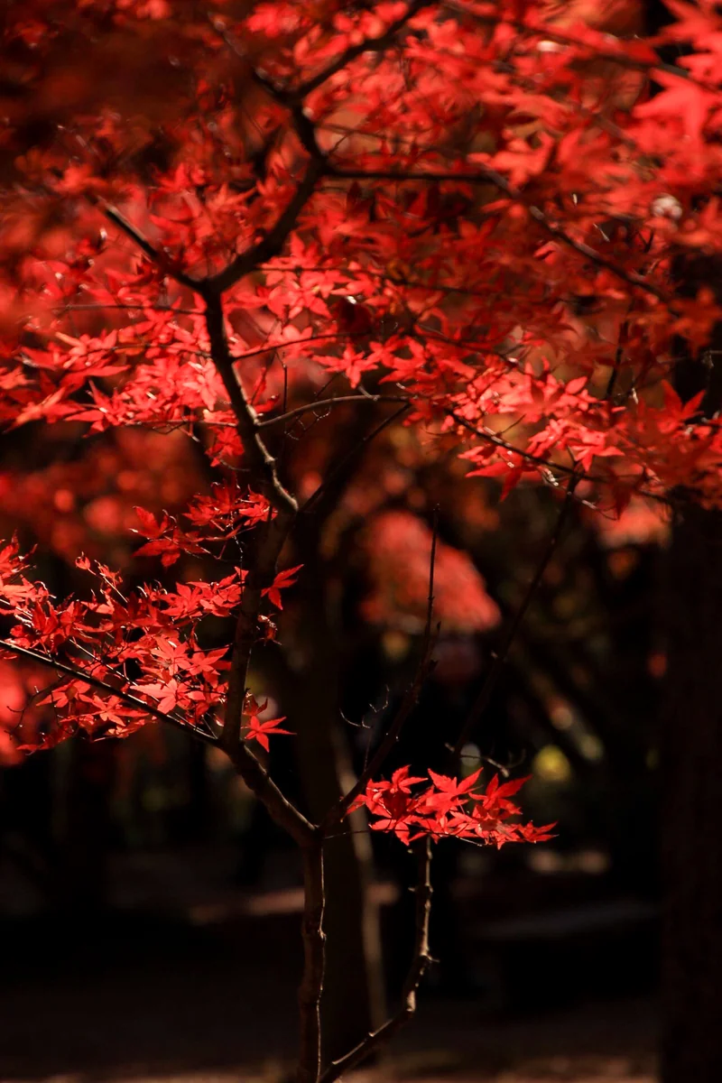 投稿写真：晩秋のもみじ