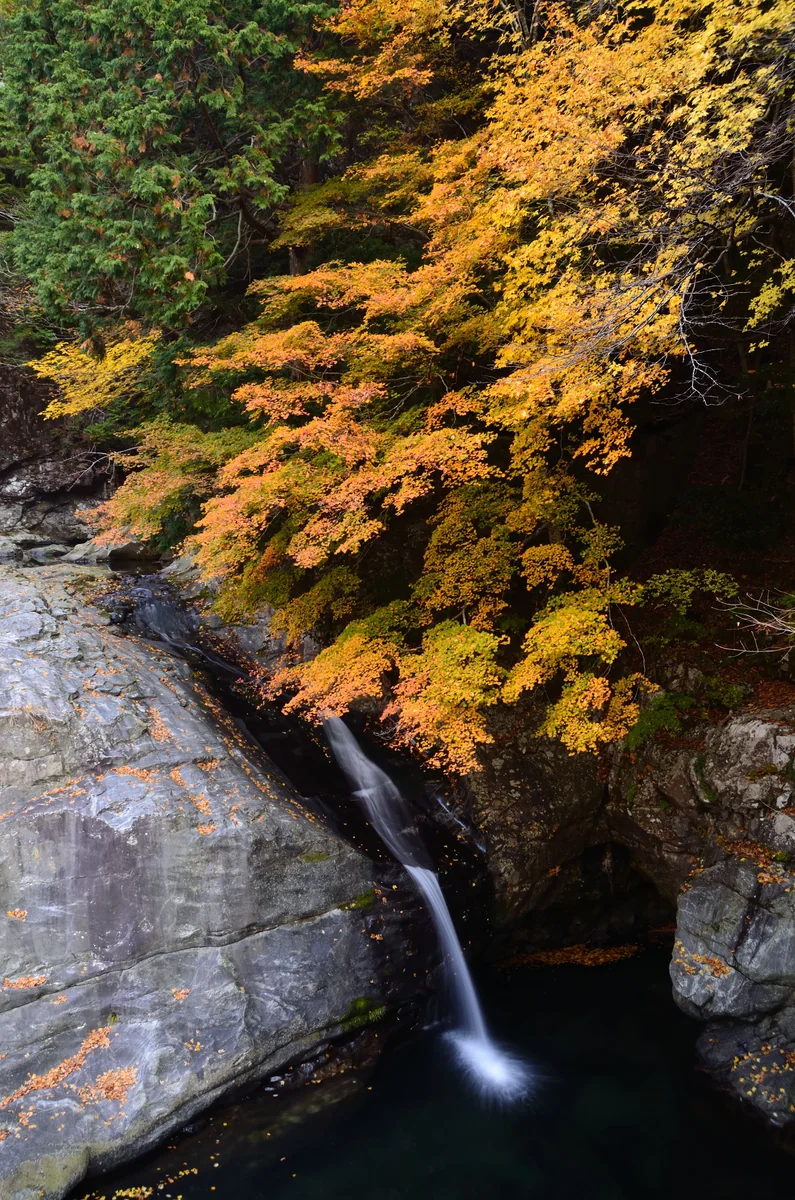 投稿写真：秋のみたらい渓谷